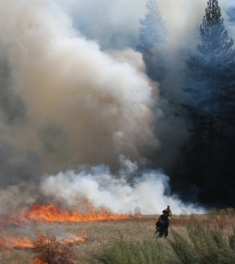 Fire Crews Ignite Cook's Meadow During a Yosemite Valley Prescribed Burn