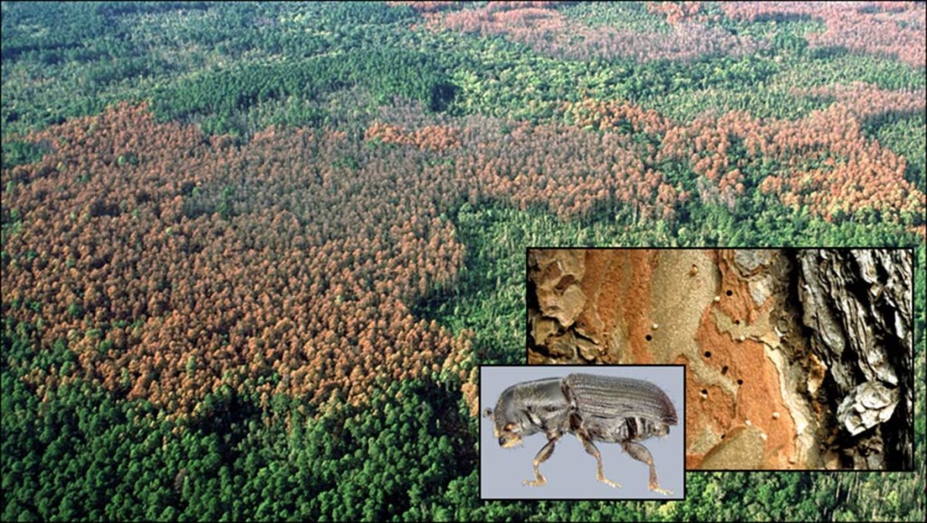 2016-usfs-tree-mortality-photo-with-bark-beetle
