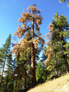 Firewise-Madera-County-Dead-Tree