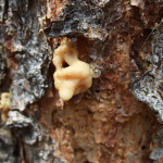 Firewise-Madera-County-Pine-Beetle-Pitch-Tube