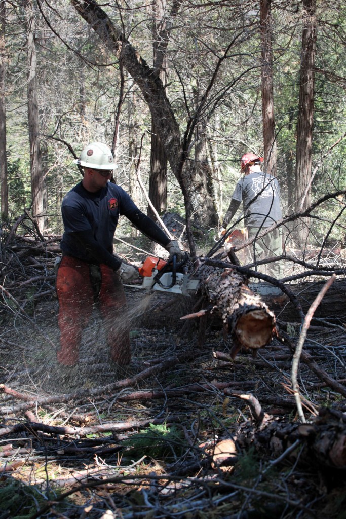 2016-03-29-US-Forest-Service-Crews-at-Work-with-Hazardous-Tree-Mitigation-001